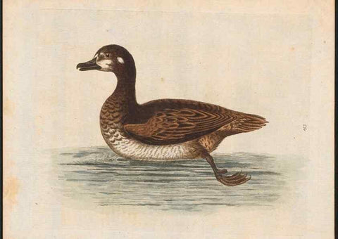 Reproducción/Reproduction 48858277548: A natural history of uncommon birds :. London :Printed for the author, at the College of Physicians in Warwick-Lane,1743-1751.. 