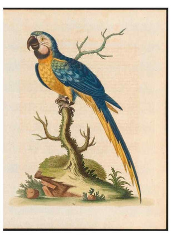 Reproducción/Reproduction 48858278238: A natural history of uncommon birds :. London :Printed for the author, at the College of Physicians in Warwick-Lane,1743-1751.. 
