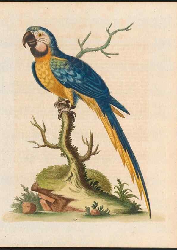 Reproducción/Reproduction 48858278238: A natural history of uncommon birds :. London :Printed for the author, at the College of Physicians in Warwick-Lane,1743-1751.. 