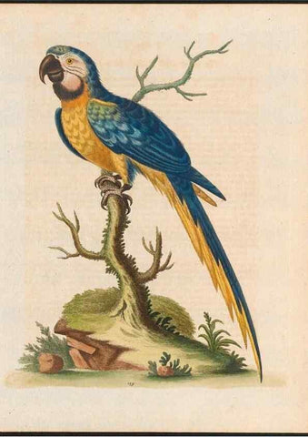 Reproducción/Reproduction 48858278238: A natural history of uncommon birds :. London :Printed for the author, at the College of Physicians in Warwick-Lane,1743-1751.. 