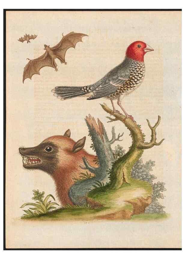 Reproducción/Reproduction 48858284338: A natural history of uncommon birds :. London :Printed for the author, at the College of Physicians in Warwick-Lane,1743-1751.. 