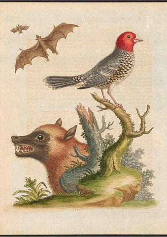 Reproducción/Reproduction 48858284338: A natural history of uncommon birds :. London :Printed for the author, at the College of Physicians in Warwick-Lane,1743-1751.. 