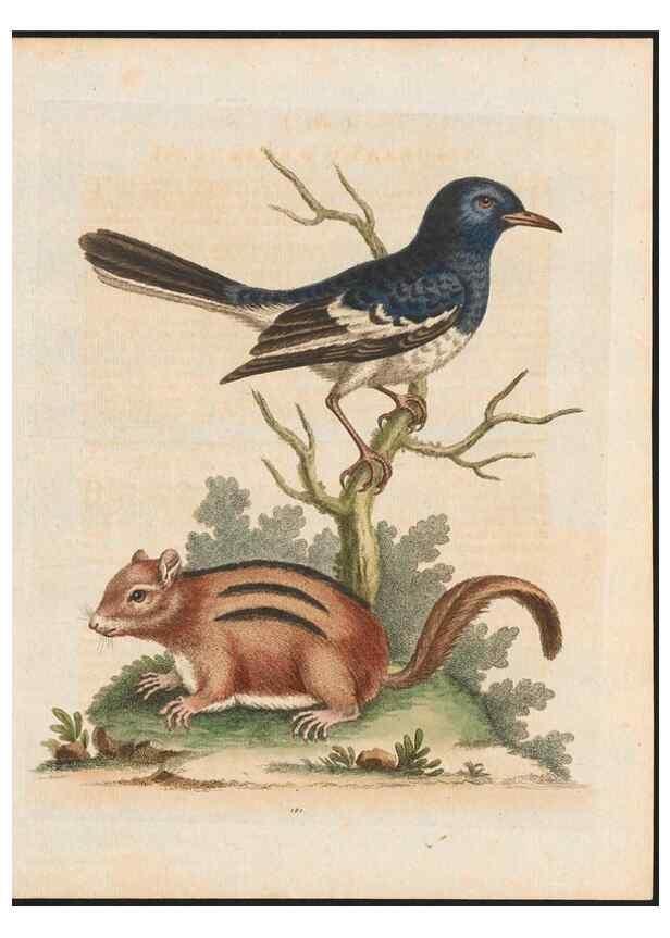 Reproducción/Reproduction 48858642146: A natural history of uncommon birds :. London :Printed for the author, at the College of Physicians in Warwick-Lane,1743-1751.. 