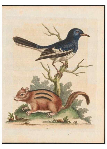 Reproducción/Reproduction 48858642146: A natural history of uncommon birds :. London :Printed for the author, at the College of Physicians in Warwick-Lane,1743-1751.. 