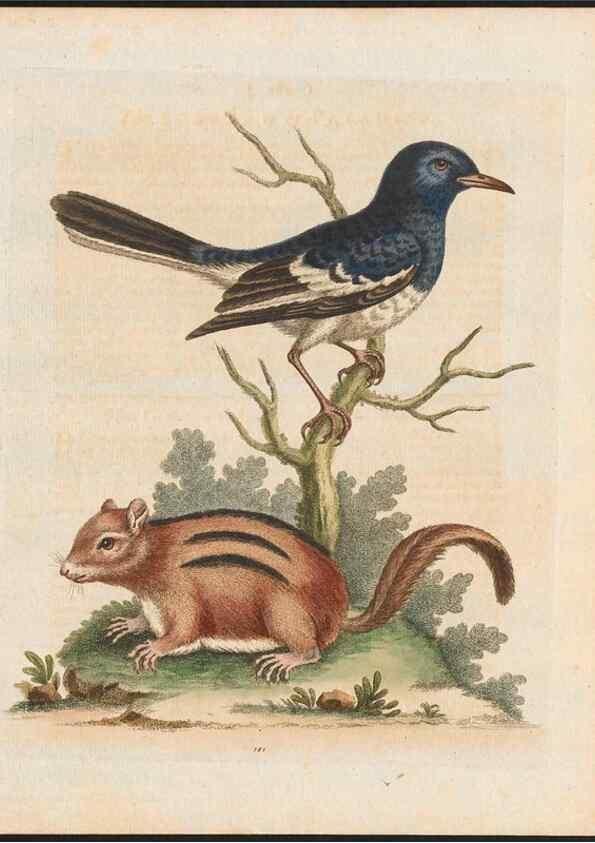 Reproducción/Reproduction 48858642146: A natural history of uncommon birds :. London :Printed for the author, at the College of Physicians in Warwick-Lane,1743-1751.. 