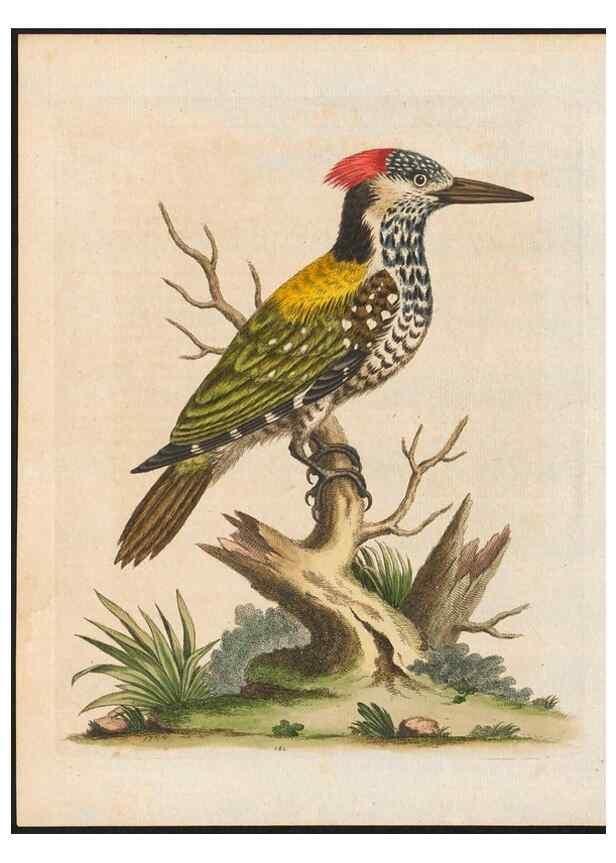 Reproducción/Reproduction 48858284898: A natural history of uncommon birds :. London :Printed for the author, at the College of Physicians in Warwick-Lane,1743-1751.. 