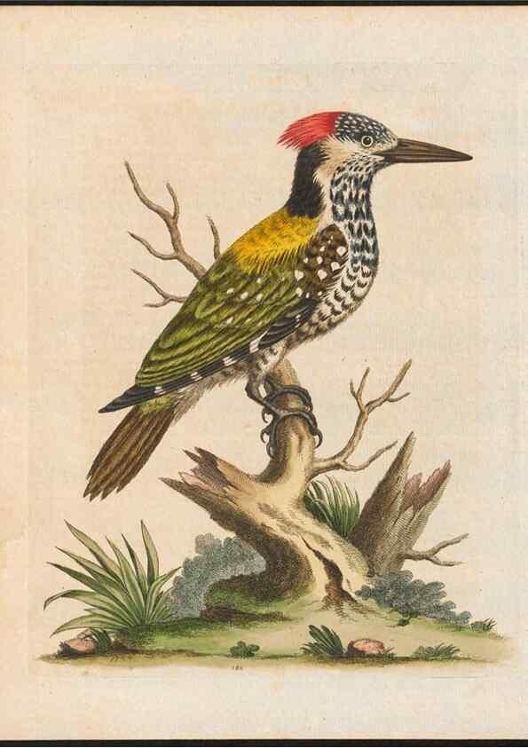 Reproducción/Reproduction 48858284898: A natural history of uncommon birds :. London :Printed for the author, at the College of Physicians in Warwick-Lane,1743-1751.. 