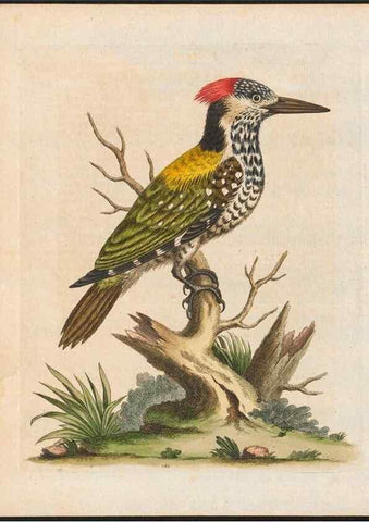 Reproducción/Reproduction 48858284898: A natural history of uncommon birds :. London :Printed for the author, at the College of Physicians in Warwick-Lane,1743-1751.. 