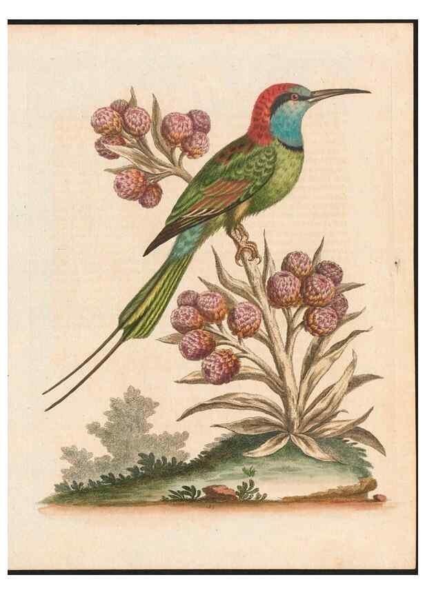 Reproducción/Reproduction 48858285228: A natural history of uncommon birds :. London :Printed for the author, at the College of Physicians in Warwick-Lane,1743-1751.. 