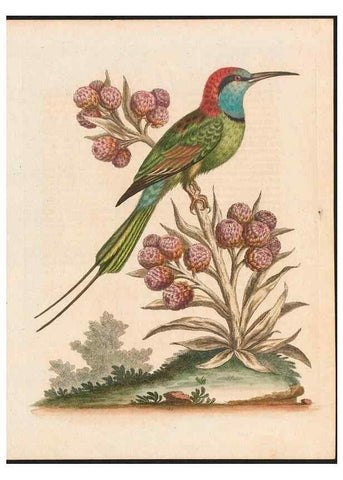 Reproducción/Reproduction 48858285228: A natural history of uncommon birds :. London :Printed for the author, at the College of Physicians in Warwick-Lane,1743-1751.. 