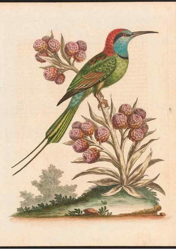 Reproducción/Reproduction 48858285228: A natural history of uncommon birds :. London :Printed for the author, at the College of Physicians in Warwick-Lane,1743-1751.. 