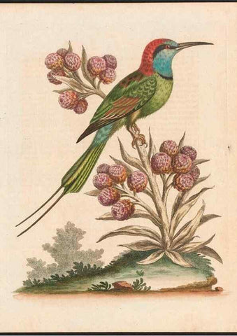 Reproducción/Reproduction 48858285228: A natural history of uncommon birds :. London :Printed for the author, at the College of Physicians in Warwick-Lane,1743-1751.. 
