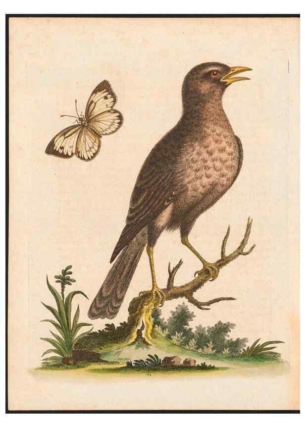 Reproducción/Reproduction 48858837127: A natural history of uncommon birds :. London :Printed for the author, at the College of Physicians in Warwick-Lane,1743-1751.. 