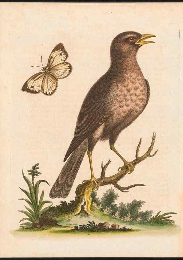 Reproducción/Reproduction 48858837127: A natural history of uncommon birds :. London :Printed for the author, at the College of Physicians in Warwick-Lane,1743-1751.. 