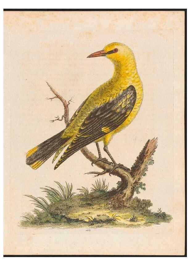 Reproducción/Reproduction 48858643351: A natural history of uncommon birds :. London :Printed for the author, at the College of Physicians in Warwick-Lane,1743-1751.. 