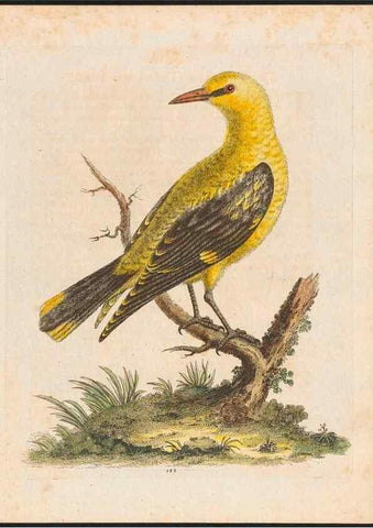 Reproducción/Reproduction 48858643351: A natural history of uncommon birds :. London :Printed for the author, at the College of Physicians in Warwick-Lane,1743-1751.. 
