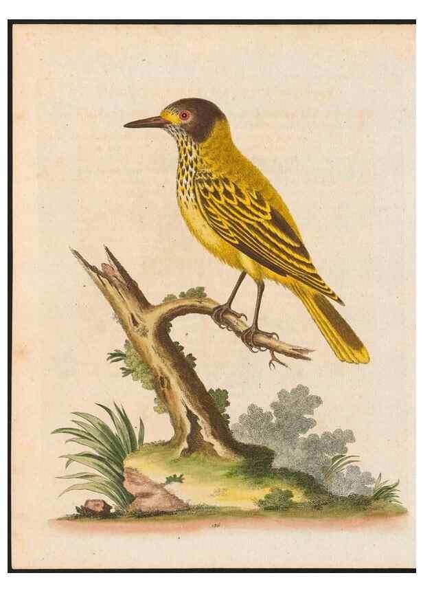 Reproducción/Reproduction 48858643621: A natural history of uncommon birds :. London :Printed for the author, at the College of Physicians in Warwick-Lane,1743-1751.. 