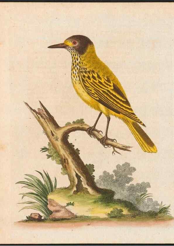 Reproducción/Reproduction 48858643621: A natural history of uncommon birds :. London :Printed for the author, at the College of Physicians in Warwick-Lane,1743-1751.. 