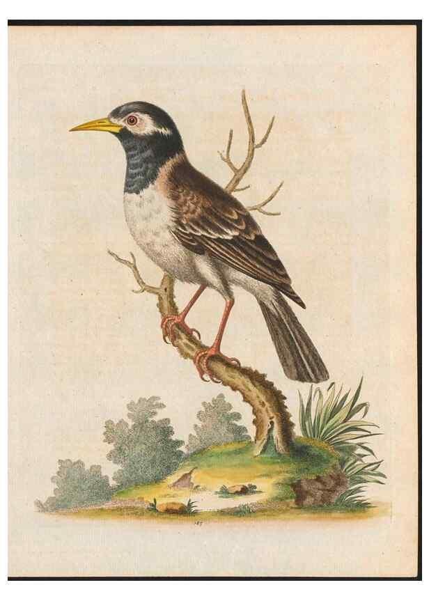 Reproducción/Reproduction 48858837932: A natural history of uncommon birds :. London :Printed for the author, at the College of Physicians in Warwick-Lane,1743-1751.. 