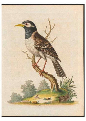 Reproducción/Reproduction 48858837932: A natural history of uncommon birds :. London :Printed for the author, at the College of Physicians in Warwick-Lane,1743-1751.. 