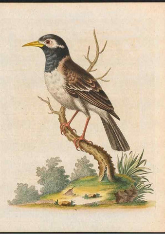 Reproducción/Reproduction 48858837932: A natural history of uncommon birds :. London :Printed for the author, at the College of Physicians in Warwick-Lane,1743-1751.. 