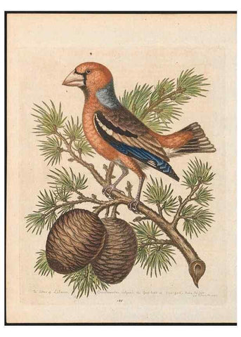 Reproducción/Reproduction 48858838172: A natural history of uncommon birds :. London :Printed for the author, at the College of Physicians in Warwick-Lane,1743-1751.. 