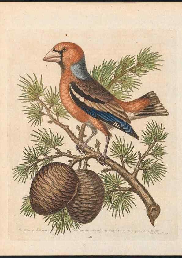 Reproducción/Reproduction 48858838172: A natural history of uncommon birds :. London :Printed for the author, at the College of Physicians in Warwick-Lane,1743-1751.. 