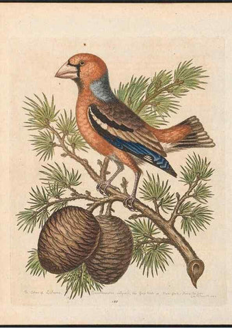 Reproducción/Reproduction 48858838172: A natural history of uncommon birds :. London :Printed for the author, at the College of Physicians in Warwick-Lane,1743-1751.. 