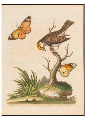 Reproducción/Reproduction 48858838467: A natural history of uncommon birds :. London :Printed for the author, at the College of Physicians in Warwick-Lane,1743-1751.. 