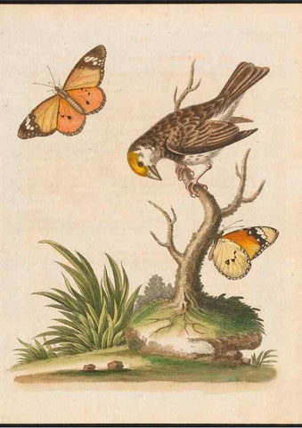 Reproducción/Reproduction 48858838467: A natural history of uncommon birds :. London :Printed for the author, at the College of Physicians in Warwick-Lane,1743-1751.. 