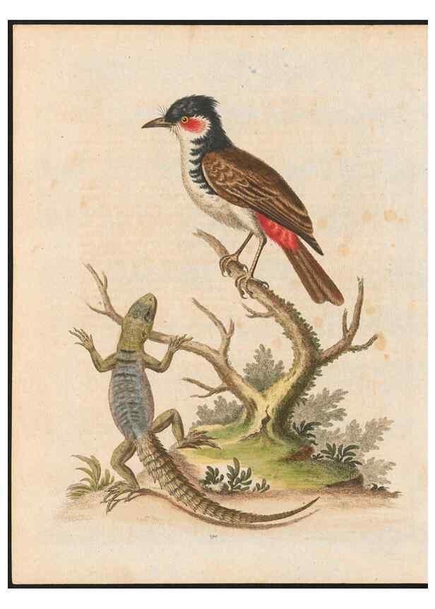 Reproducción/Reproduction 48858287178: A natural history of uncommon birds :. London :Printed for the author, at the College of Physicians in Warwick-Lane,1743-1751.. 