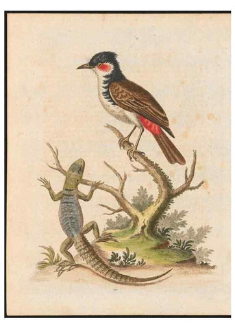 Reproducción/Reproduction 48858287178: A natural history of uncommon birds :. London :Printed for the author, at the College of Physicians in Warwick-Lane,1743-1751.. 