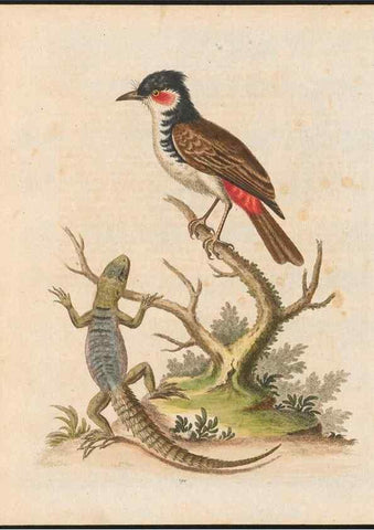 Reproducción/Reproduction 48858287178: A natural history of uncommon birds :. London :Printed for the author, at the College of Physicians in Warwick-Lane,1743-1751.. 