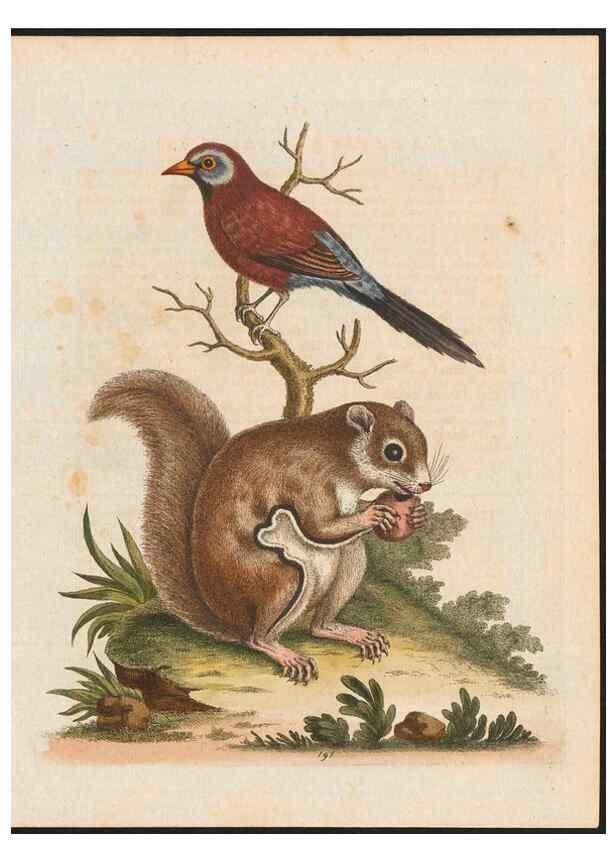 Reproducción/Reproduction 48858287478: A natural history of uncommon birds :. London :Printed for the author, at the College of Physicians in Warwick-Lane,1743-1751.. 