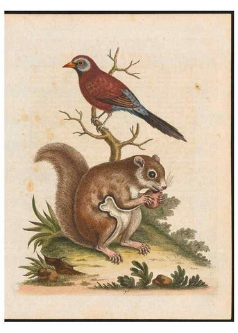 Reproducción/Reproduction 48858287478: A natural history of uncommon birds :. London :Printed for the author, at the College of Physicians in Warwick-Lane,1743-1751.. 