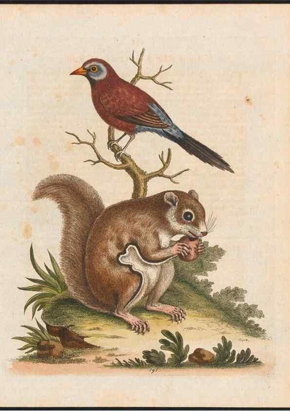 Reproducción/Reproduction 48858287478: A natural history of uncommon birds :. London :Printed for the author, at the College of Physicians in Warwick-Lane,1743-1751.. 