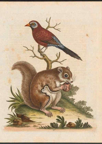 Reproducción/Reproduction 48858287478: A natural history of uncommon birds :. London :Printed for the author, at the College of Physicians in Warwick-Lane,1743-1751.. 