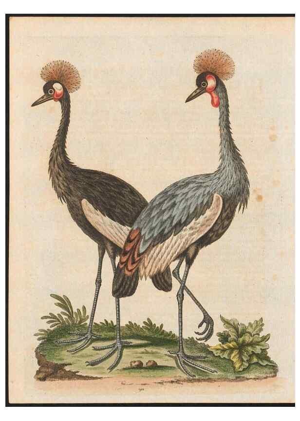 Reproducción/Reproduction 48858839532: A natural history of uncommon birds :. London :Printed for the author, at the College of Physicians in Warwick-Lane,1743-1751.. 