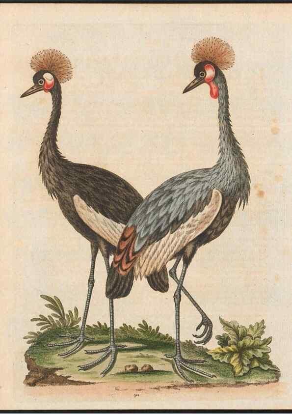 Reproducción/Reproduction 48858839532: A natural history of uncommon birds :. London :Printed for the author, at the College of Physicians in Warwick-Lane,1743-1751.. 