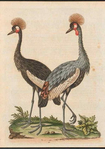 Reproducción/Reproduction 48858839532: A natural history of uncommon birds :. London :Printed for the author, at the College of Physicians in Warwick-Lane,1743-1751.. 