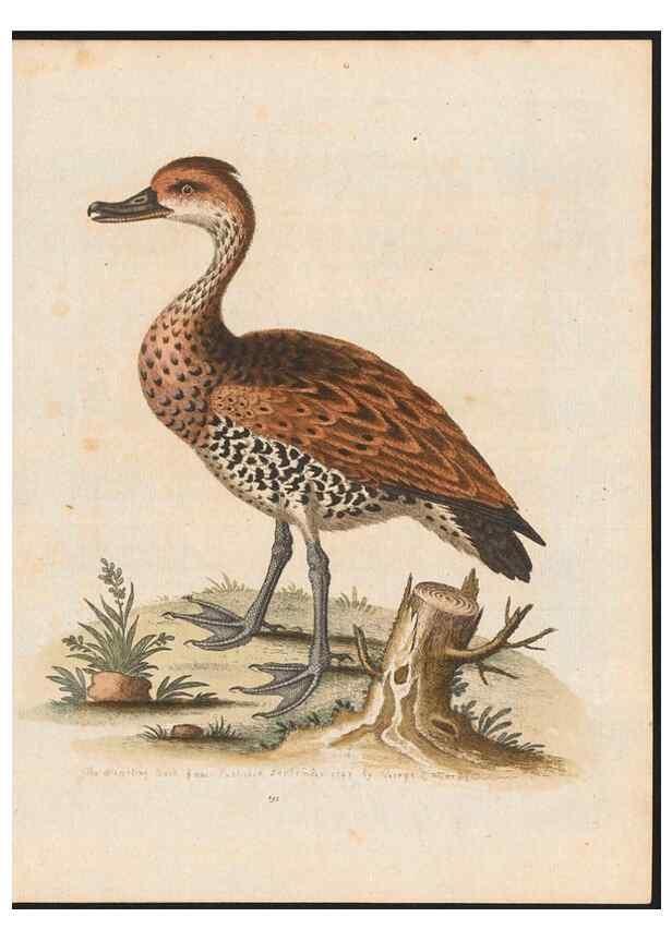 Reproducción/Reproduction 48858645676: A natural history of uncommon birds :. London :Printed for the author, at the College of Physicians in Warwick-Lane,1743-1751.. 