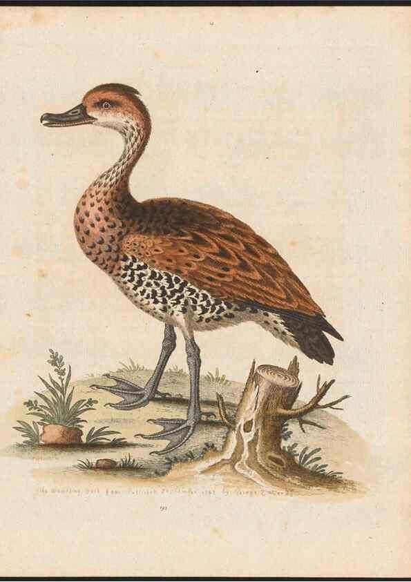 Reproducción/Reproduction 48858645676: A natural history of uncommon birds :. London :Printed for the author, at the College of Physicians in Warwick-Lane,1743-1751.. 