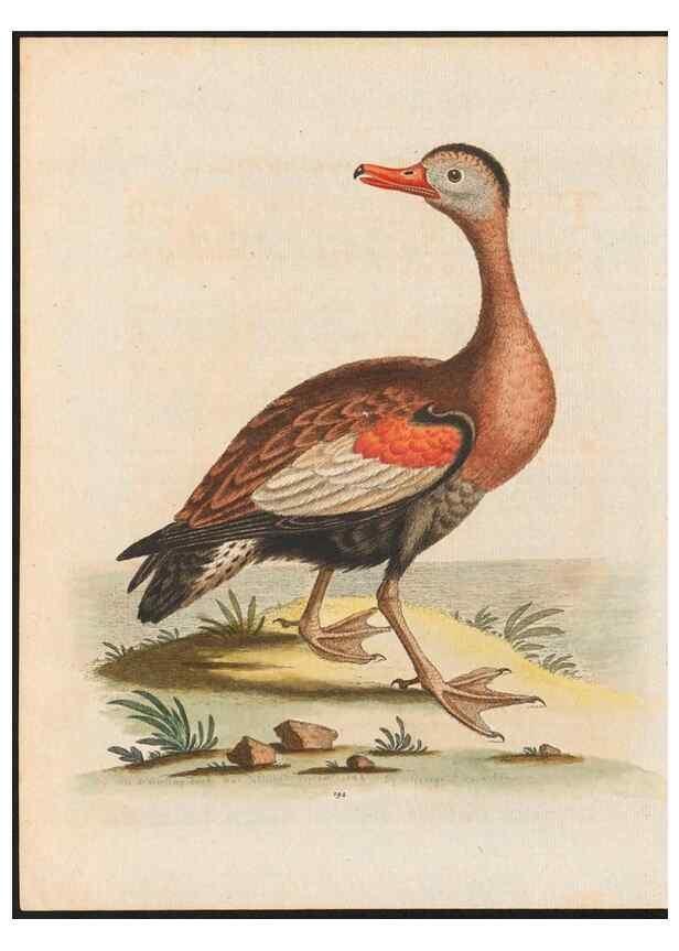 Reproducción/Reproduction 48858288353: A natural history of uncommon birds :. London :Printed for the author, at the College of Physicians in Warwick-Lane,1743-1751.. 
