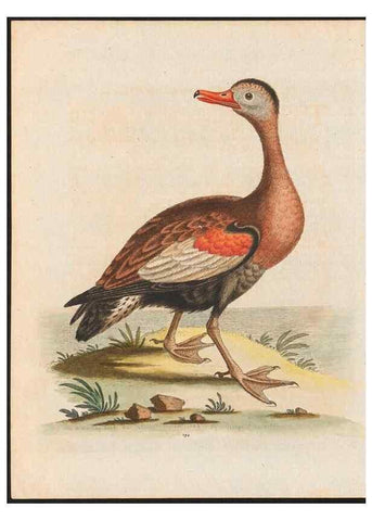 Reproducción/Reproduction 48858288353: A natural history of uncommon birds :. London :Printed for the author, at the College of Physicians in Warwick-Lane,1743-1751.. 