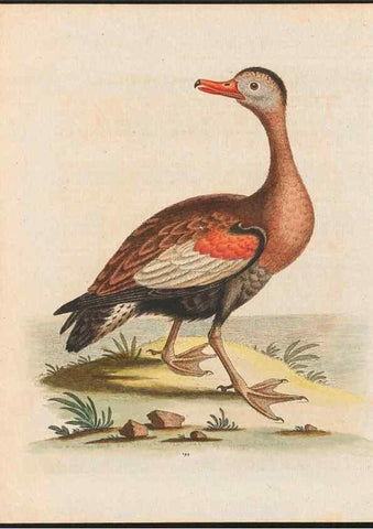 Reproducción/Reproduction 48858288353: A natural history of uncommon birds :. London :Printed for the author, at the College of Physicians in Warwick-Lane,1743-1751.. 