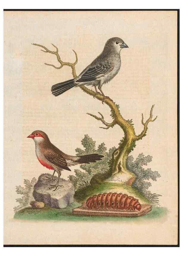 Reproducción/Reproduction 48858284123: A natural history of uncommon birds :. London :Printed for the author, at the College of Physicians in Warwick-Lane,1743-1751.. 