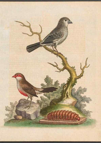 Reproducción/Reproduction 48858284123: A natural history of uncommon birds :. London :Printed for the author, at the College of Physicians in Warwick-Lane,1743-1751.. 