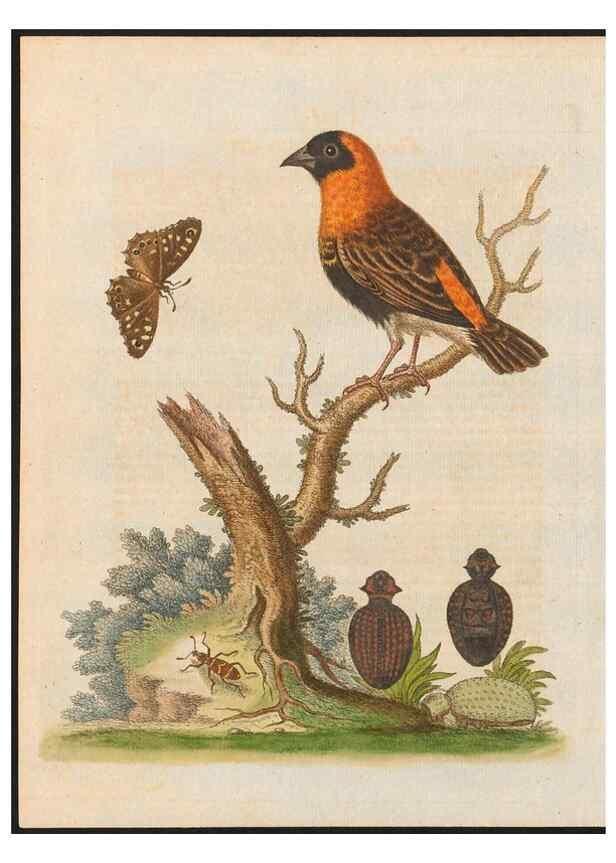 Reproducción/Reproduction 48858835722: A natural history of uncommon birds :. London :Printed for the author, at the College of Physicians in Warwick-Lane,1743-1751.. 