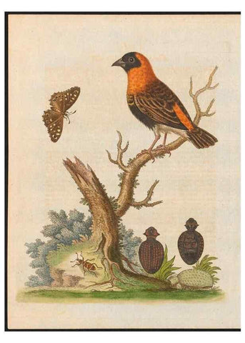 Reproducción/Reproduction 48858835722: A natural history of uncommon birds :. London :Printed for the author, at the College of Physicians in Warwick-Lane,1743-1751.. 