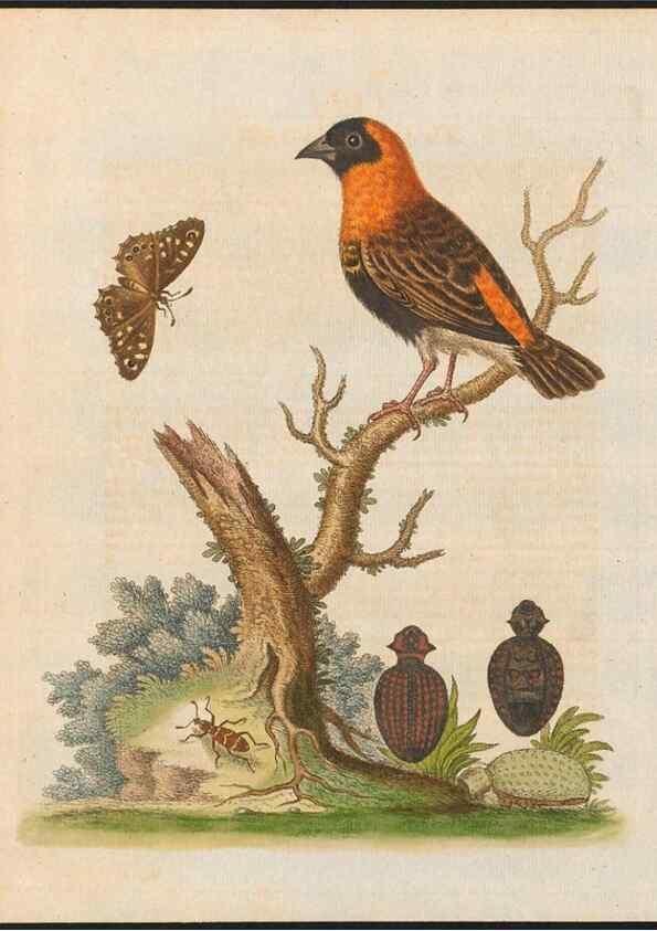Reproducción/Reproduction 48858835722: A natural history of uncommon birds :. London :Printed for the author, at the College of Physicians in Warwick-Lane,1743-1751.. 